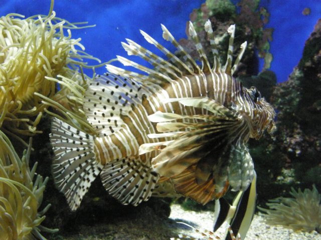 coralfish.jpg